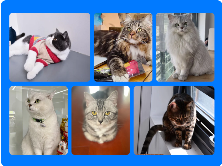 Sự Khởi Đầu Của CATLINK